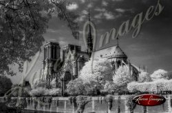 black and white image of notre dame cathedral paris france gargoyles seine