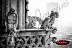 black and white image of notre dame cathedral paris france gargoyles seine