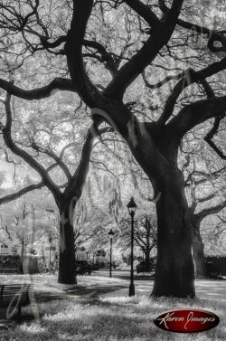 black and white image of Savannah Georgia