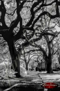 black and white image of Savannah Georgia