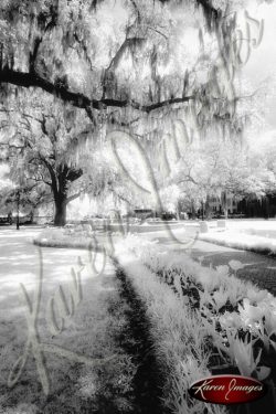 black and white image of Savannah Georgia