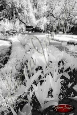 black and white image of Savannah Georgia