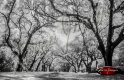 black and white image of Savannah Georgia