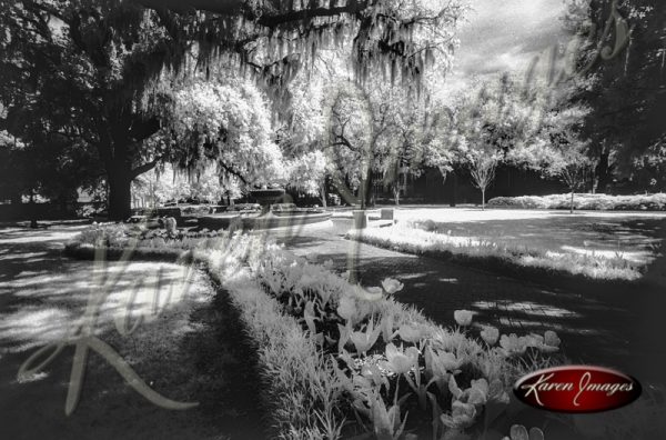 black and white image of Savannah Georgia