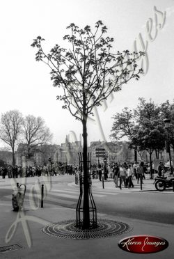 Black and White image of Paris Street Scenes