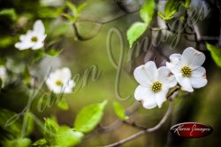 Dogwood_Tree_Images_Dogwood_Blossoms_Atlanta_003