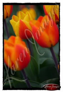 Drie-Bloemen-Tulips