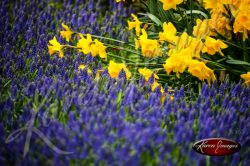 Kuekenhof-Gardens-Netherlands_01.jpg