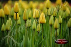 Kuekenhof-Gardens-Netherlands_