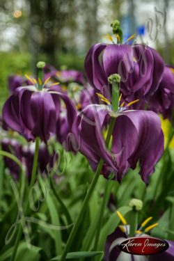 Kuekenhof-Gardens-Netherlands_19