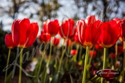 Tulips_Atlanta_Art_Fine_Art_Photography