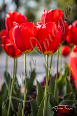 Tulips_Atlanta_Fine_Art_Photography