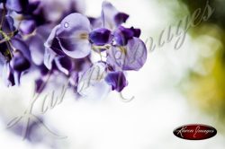 Wisteria_Images_Atlanta_Fine_Art_Photography021