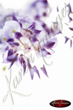 Wisteria_Images_Atlanta_Fine_Art_Photography_013