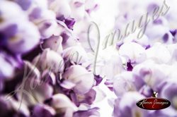 Wisteria_Images_Atlanta_Fine_Art_Photography_017