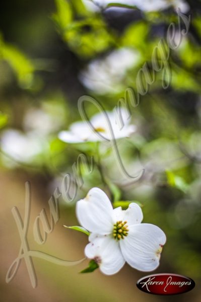 Dogwood_Tree_Images_Dogwood_Blossoms_001