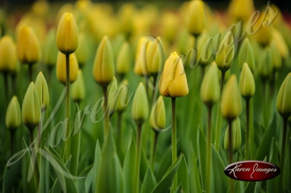 Kuekenhof-Gardens-Netherlands_