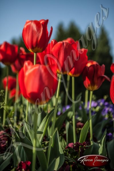 Tulips_Atlanta_Art_Fine_Art_Photography