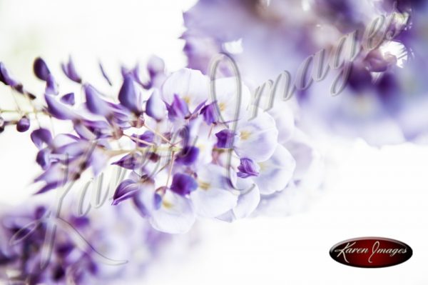 Wisteria_Images_Atlanta_Art_Photography_01