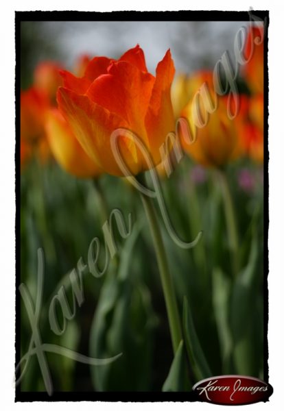 marching-bulbs-tulips