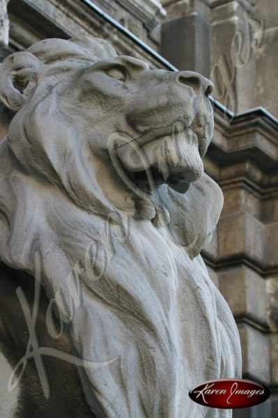 Budapest Proud Lion