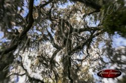 Cumberland Island National Seashore_003