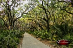 Cumberland Island National Seashore_006