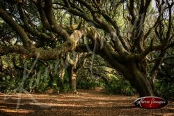 Cumberland Island National Seashore_007