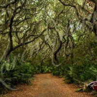 Cumberland Island - Color