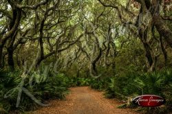 Cumberland Island National Seashore_008