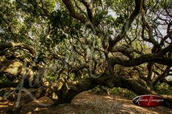 Cumberland Island National Seashore_010