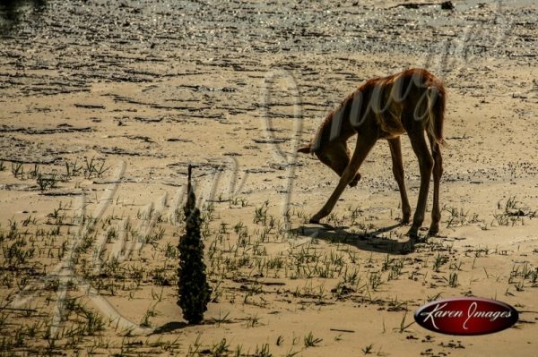 Wild Horse on Cumberland Island National Seashore_001