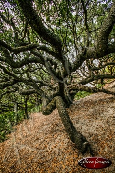 Cumberland Island National Seashore_004