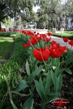 Fine Art Pictures of Savannah GA Pictures -¬ KarenImages 031