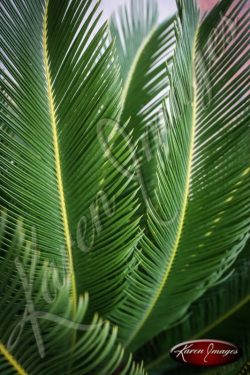 Palm Leaves Savannah Georgia