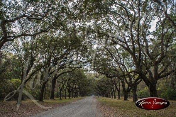 Wormsloe Plantation Driveway Savannah Georgia