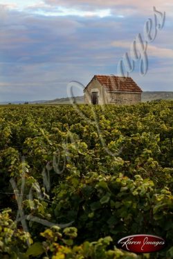 vineyard in cote de beaune