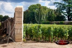 French vineyard in meursault with clos