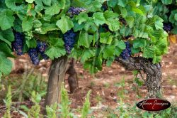 Pinot Noir near harvest in Cote Rotie Francee