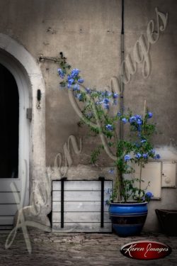 Country french scene of blue flowers in a pot Beaune France burgundy bourgogne