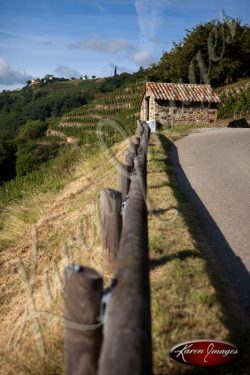 Roadside view of vineyard cote rotie France