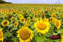 Sunflowers in field Loire Valley France