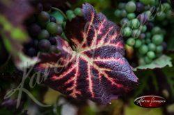 A Pinot Noir Leaf near harvest Champagne France