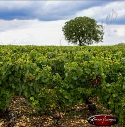 Famous tree of meursault vineyards france