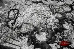 Forest of Verzy France twisted trees scary trees