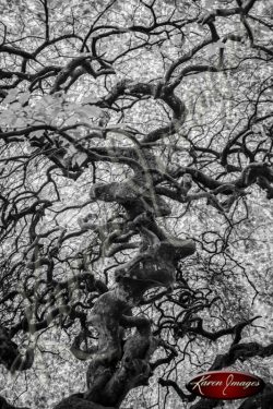 Forest of Verzy France twisted trees scary trees