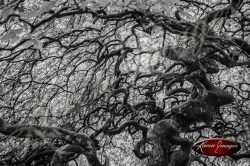 Forest of Verzy France twisted trees scary trees