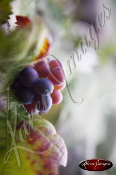 pinot noir grapes