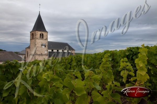 vineyard in champagne fance route de champagne