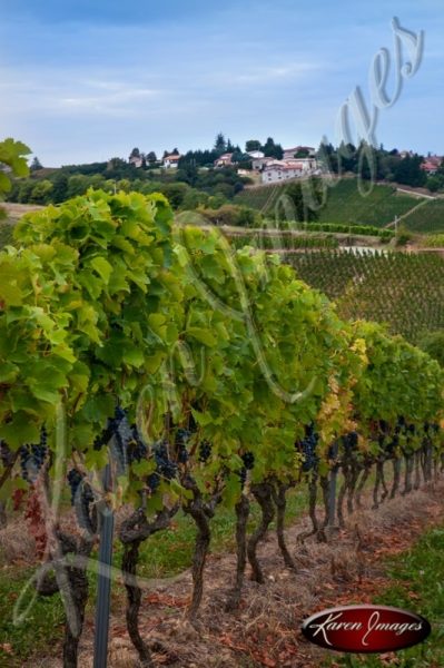 A vineyard in cote rotie France